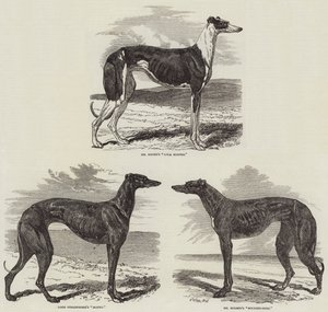 Newmarket Coursing Meeting